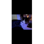The cool cat groups