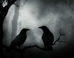 Superior Crow