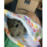 Eeyore The Guinea Pig