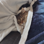 croissant.
