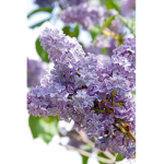Lovely Lilac's!