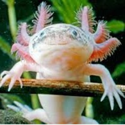 axolotl hangout