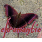 chromantic