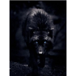 The Roaring Wolves