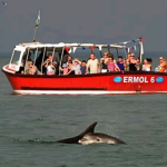 New Quay Boat Trips