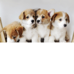 Puppy/Dog are My Fav