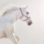 Horse_Roblox