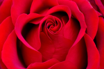 My lovely flowers <3