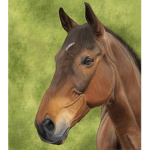 Fire Fly Stables