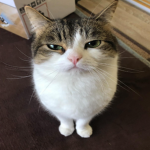 Bryce's Cat Group