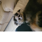 Zoomers!