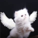 Kitties এ