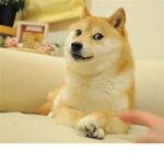 Doge Games !