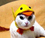 duckcats