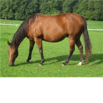 horses lovers