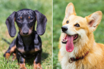 Corgi and Dachshund Group!