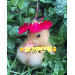 - Ducky closet -