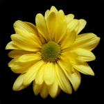 Flower's Unite