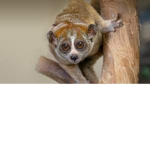 Slow Loris Group