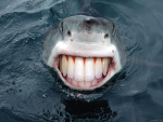 The baby sharks of the great sea
