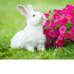 ~Lovley bunnies~