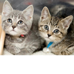Kitty Cat Awesome Fans