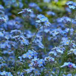 WildFlowerz