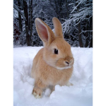 ୨୧Snow Bunnies୨୧