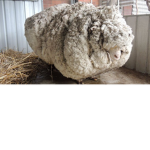 Sheep Squads