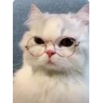 Meow paws