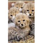 Th e cheetah squad