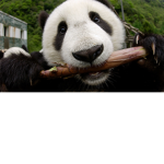 Pandas United!! :D