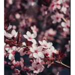 {Cherry blossom group}