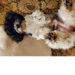Cute lil puppies!