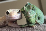 The Slendytubby group