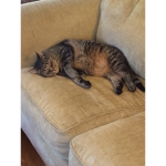 Felines are fluffy