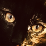 Kitty cat cat cat