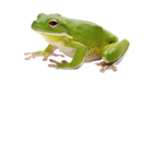happi froggos