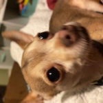 Adorablexcuties