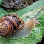 Save the snails!