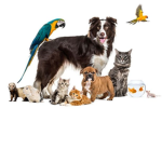 Toffee , Suzi and more!!