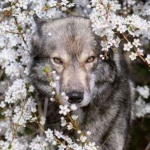 Wolf pack!! <3 Awooooooooo