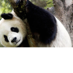 The Pouncing Panda