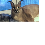 BINGUS KING