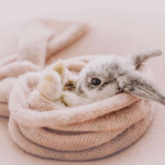 Little Pixies :)