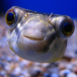Fishy Cafe