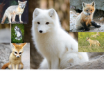 the fox squad group