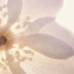 ⋆˚✿˖°