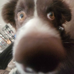 Sadie FREAKcoon
