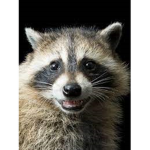 Group Raccoons
